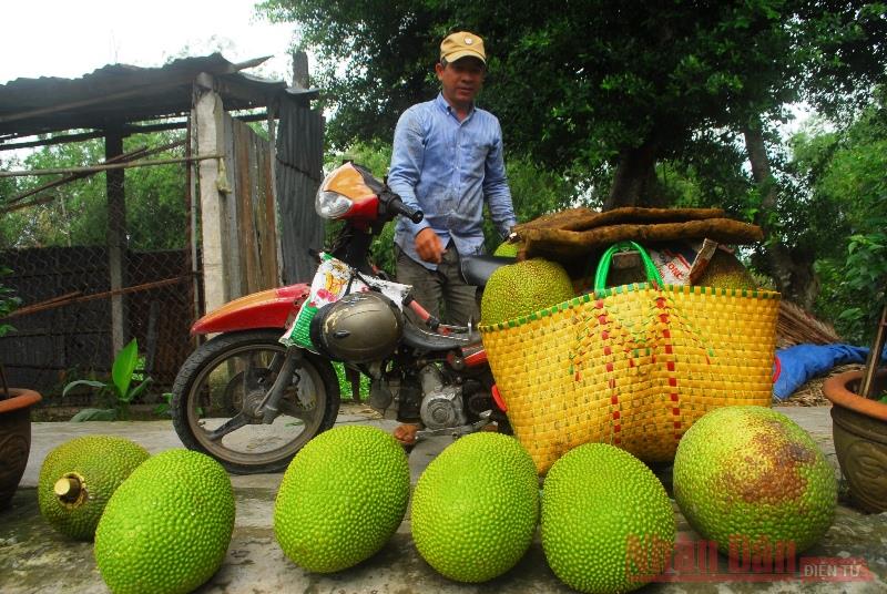 Mít rớt giá thảm, nông dân lỗ nặng