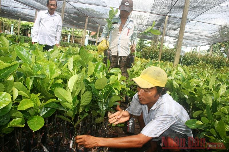 Mít rớt giá thảm, nông dân lỗ nặng
