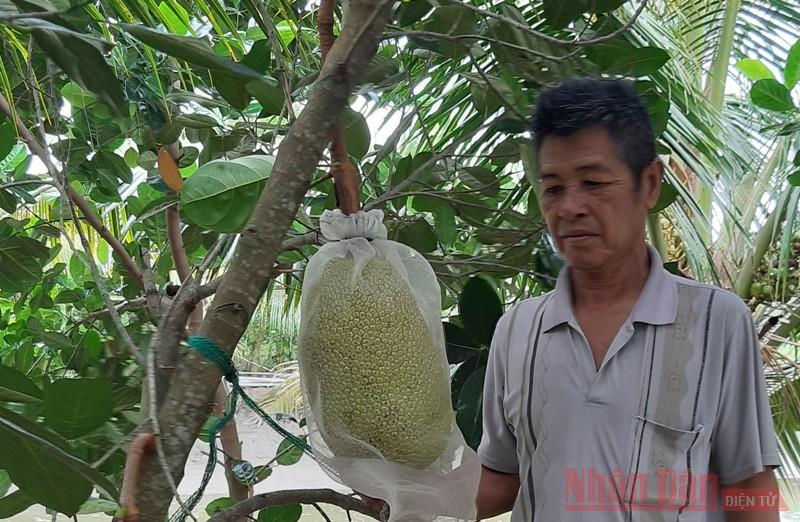 Mít rớt giá thảm, nông dân lỗ nặng