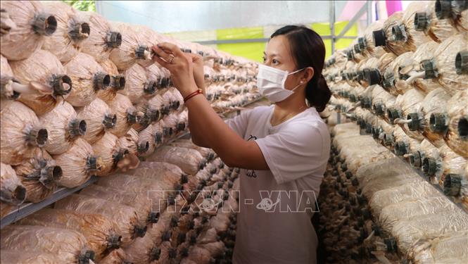 'Đổi đời' từ trồng nấm bào ngư
