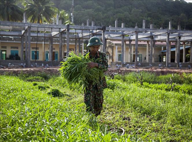Mảng xanh trên vùng biển đảo Tây Nam của Tổ quốc