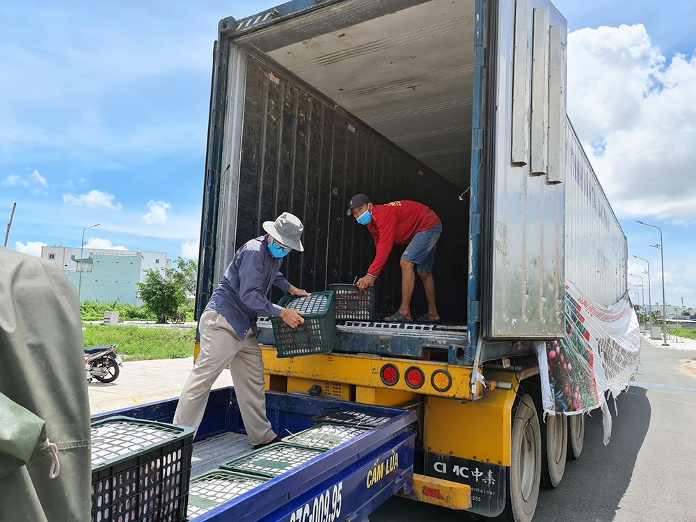 Doanh nhân trẻ An Giang hỗ trợ tiêu thụ vải thiều đợt đầu tiên