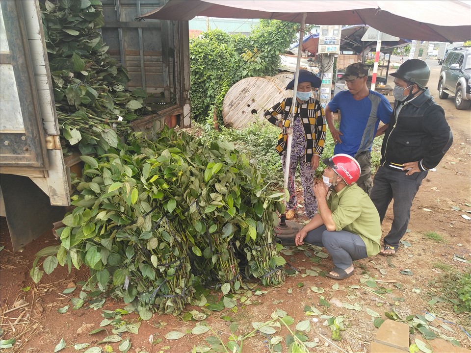 Giá tiêu lập mốc mới, nông dân xôn xao mua giống tiêu về trồng mới, chuyên gia lưu ý 9 điều này