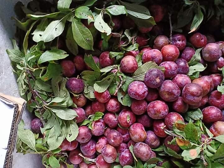 Lào Cai: Vào mùa mận máu ruột đỏ rực, quả bé tí ai cũng thích mua, đặt hàng đều đều qua Zalo, Facebook