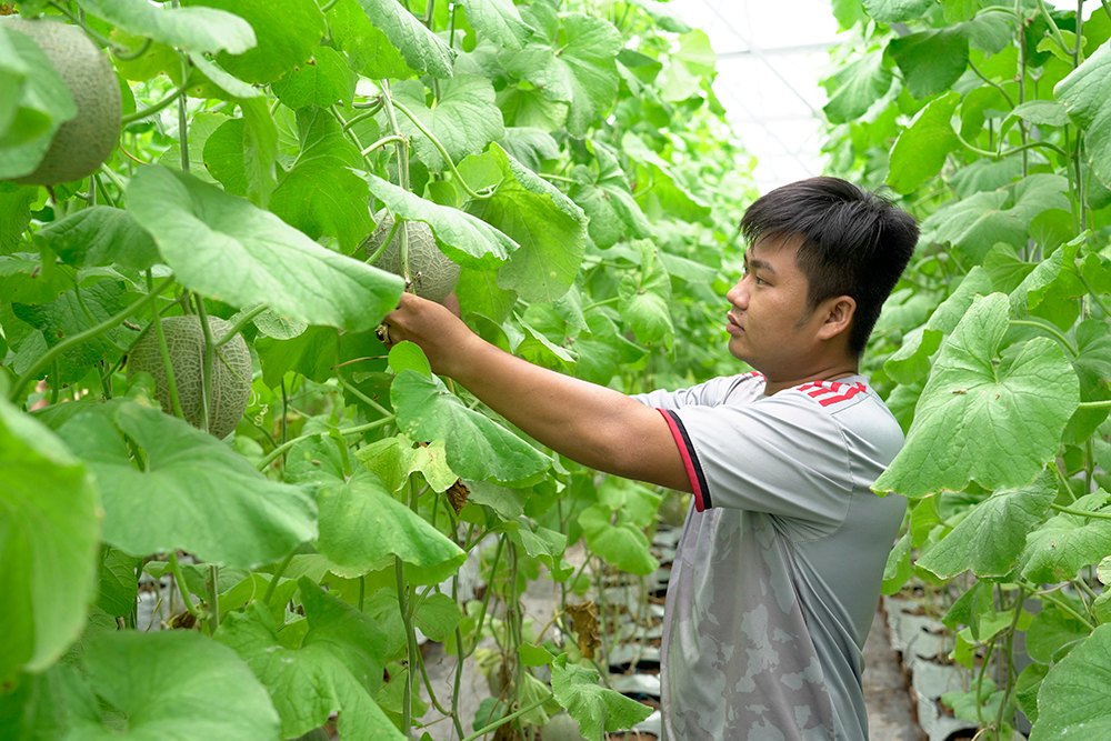 Xã vùng sâu Vĩnh Nhuận chuyển đổi cơ cấu cây trồng