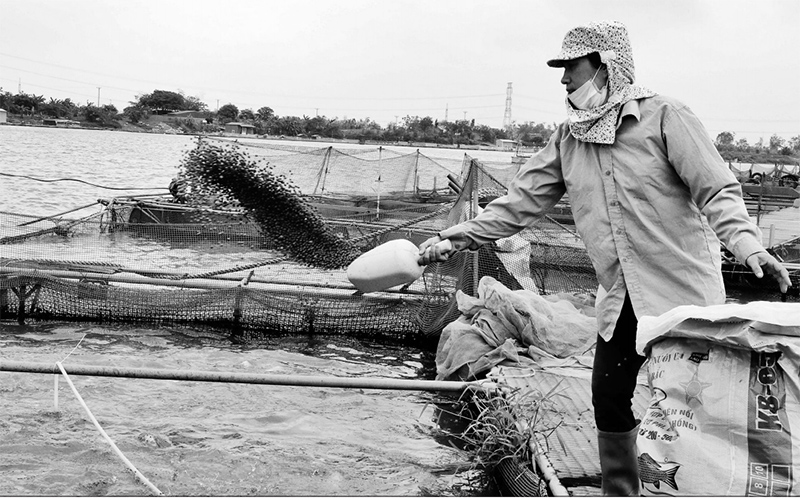 Bắc Ninh đẩy mạnh nuôi trồng thủy sản áp dụng VietGAP