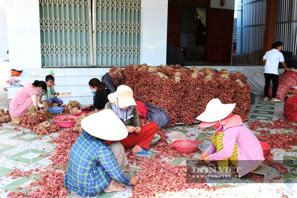 Ninh Thuận: Hành tím rớt giá, nông dân đứng ngồi không yên