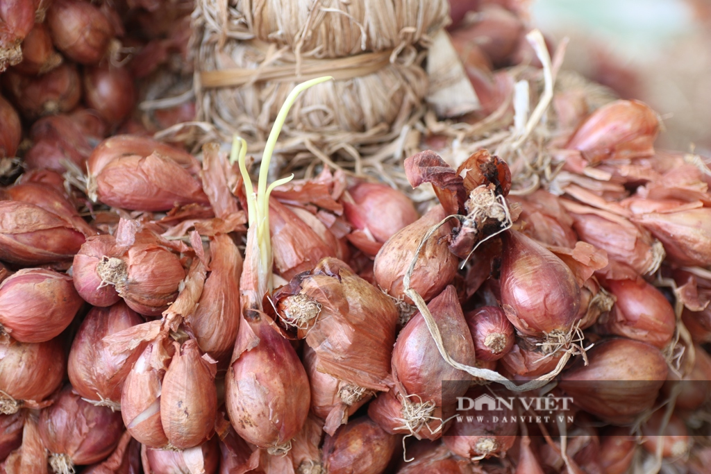 Ninh Thuận: Hành tím rớt giá, nông dân đứng ngồi không yên
