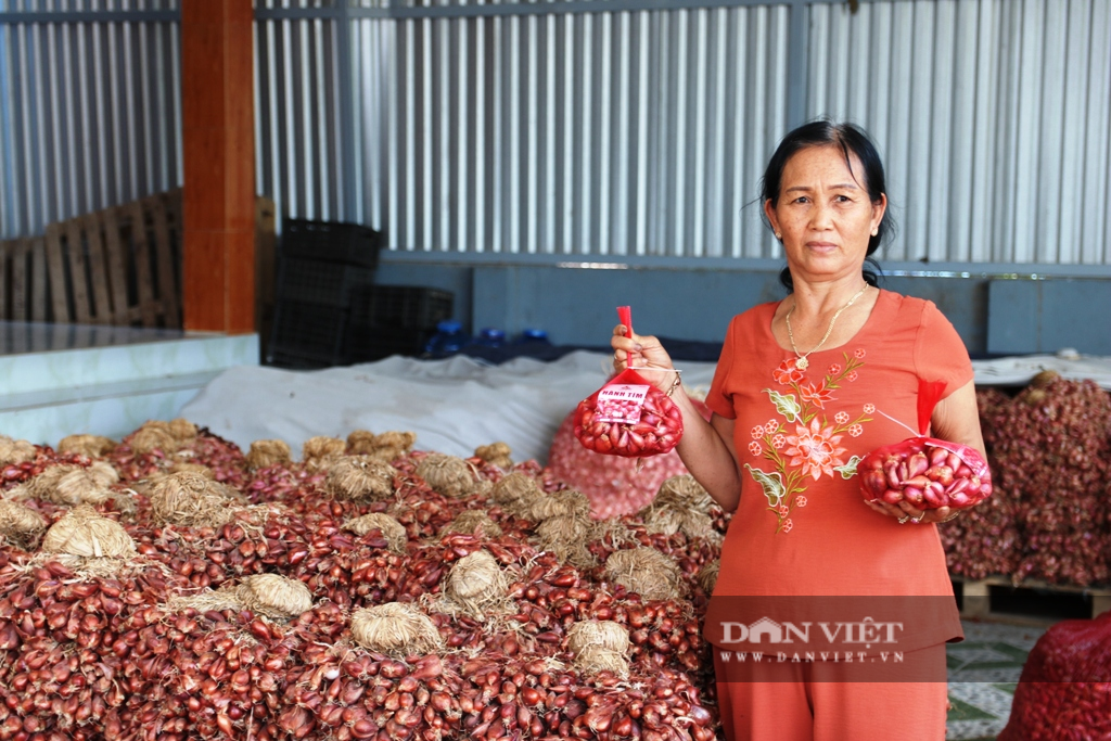 Ninh Thuận: Hành tím rớt giá, nông dân đứng ngồi không yên