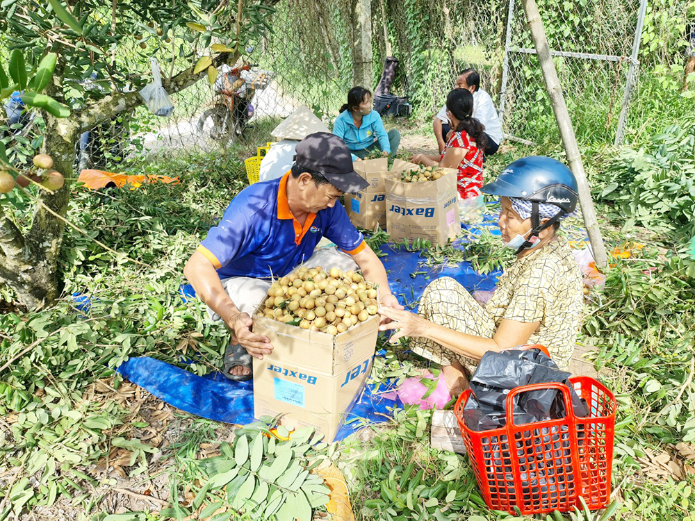 Mời gọi liên kết tiêu thụ nhãn xuồng Khánh Hòa