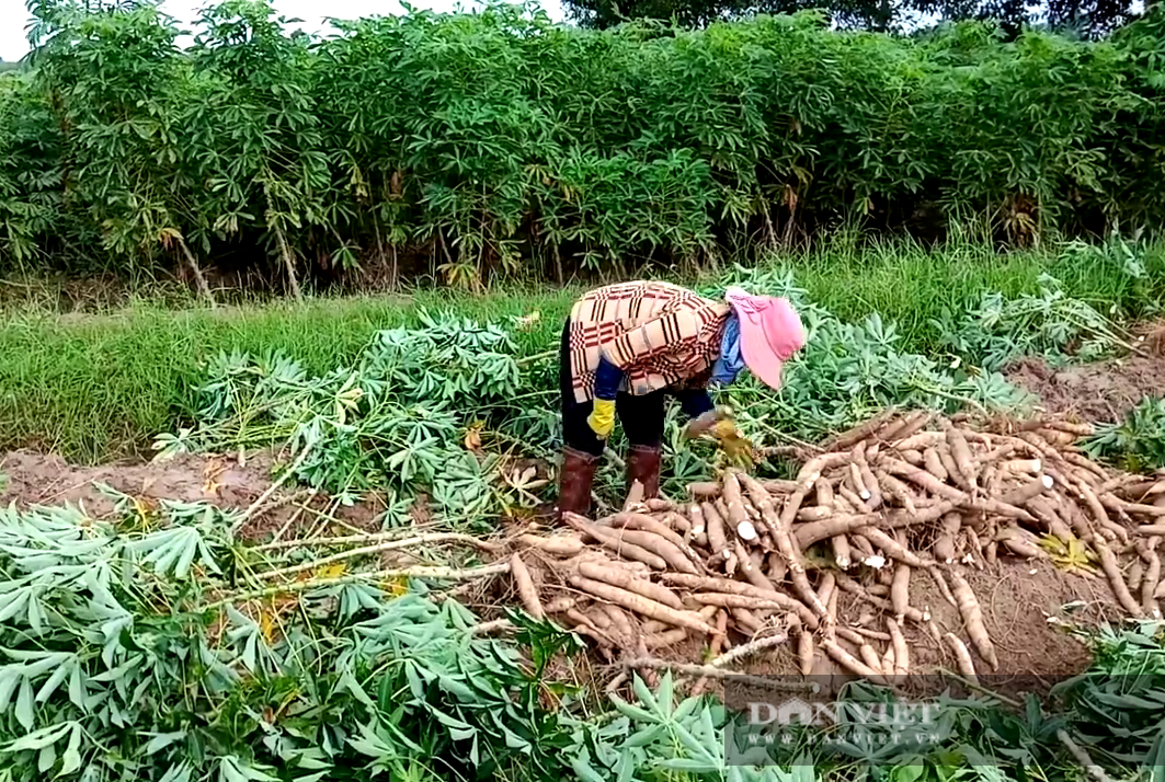 TP.HCM: Hội Nông dân lập kênh tiêu thụ nông sản hỗ trợ nông dân giữa dịch COVID-19