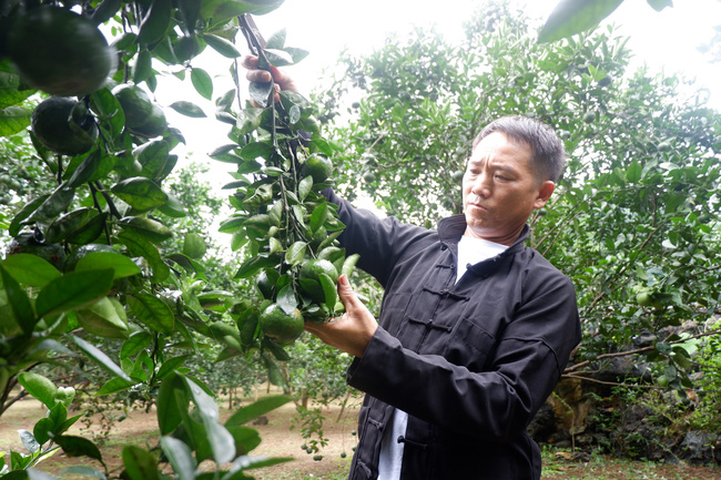 Hà Giang: Nhờ trồng cây gì mà vùng đất này nông dân giàu lên thấy rõ, có nhà mua ô tô là chuyện nhỏ