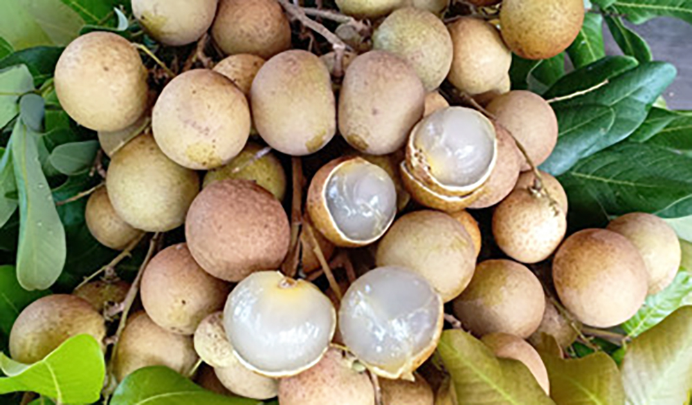 Hỗ trợ tiêu thụ nhãn xuồng Khánh Hòa tại Long Xuyên