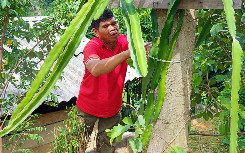 Người đưa lúa nước về bản