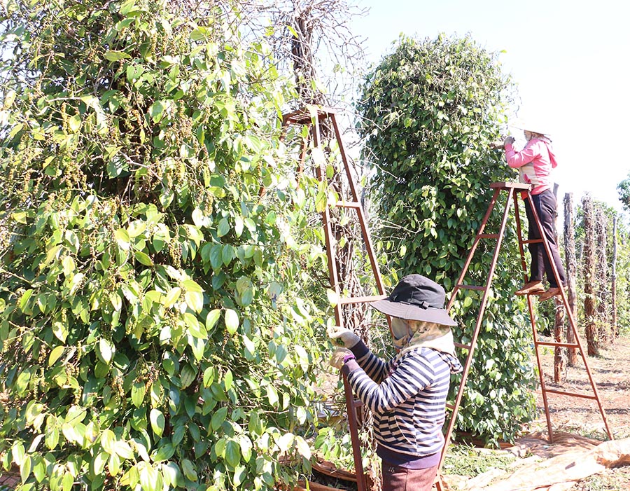 Giá tiêu xuất khẩu tăng 50%, làm theo cách này giá tiêu còn cao hơn, có bao nhiêu Mỹ, Nga cũng mua hết