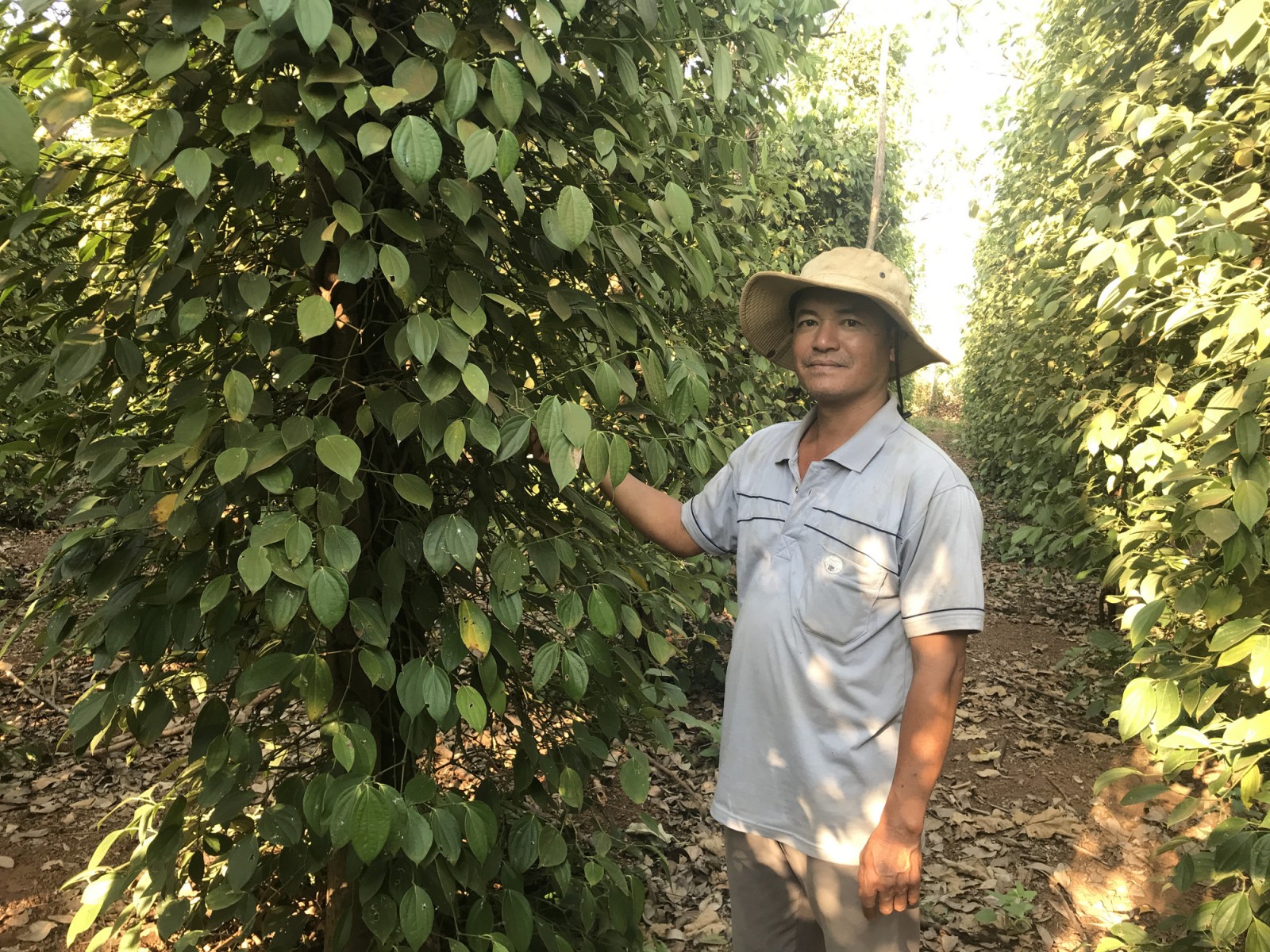 Giá phân bón tăng "hoa mắt chóng mặt", nông dân tỉnh Gia Lai dùng "chiêu" gì mà "lợi cả đôi đường"?