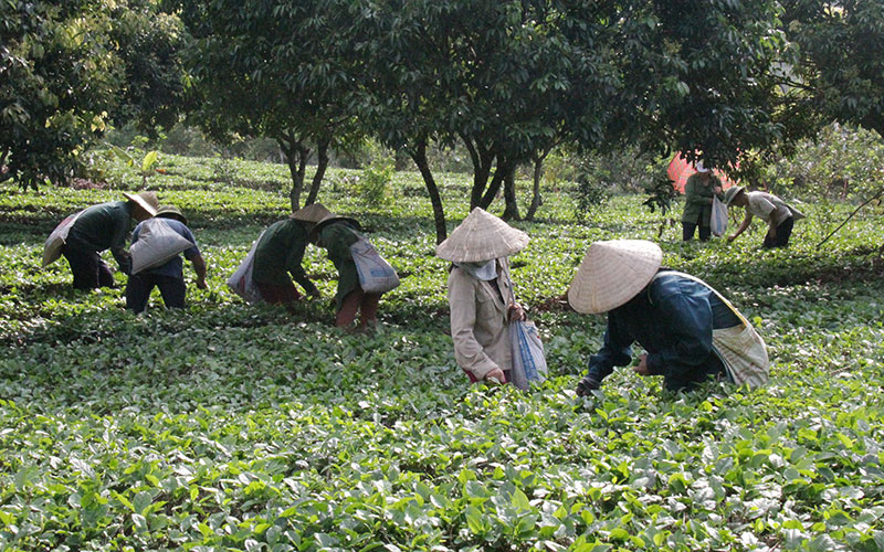 Bắc Kạn khai thác lợi thế, phát triển nông lâm nghiệp