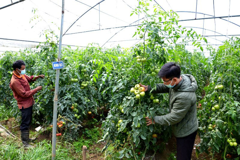 Nông dân Sa Pa vượt dịch phát triển sản xuất
