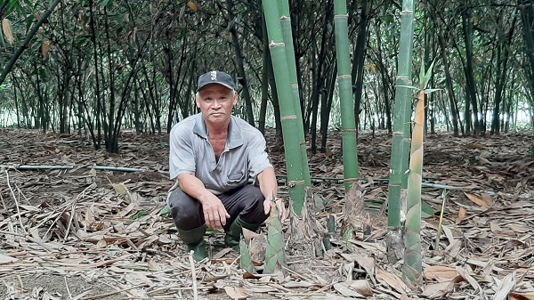 Bình Dương: Trồng tre bán măng, vườn đẹp như phim, mỗi tháng đút túi có 70 triệu chứ mấy