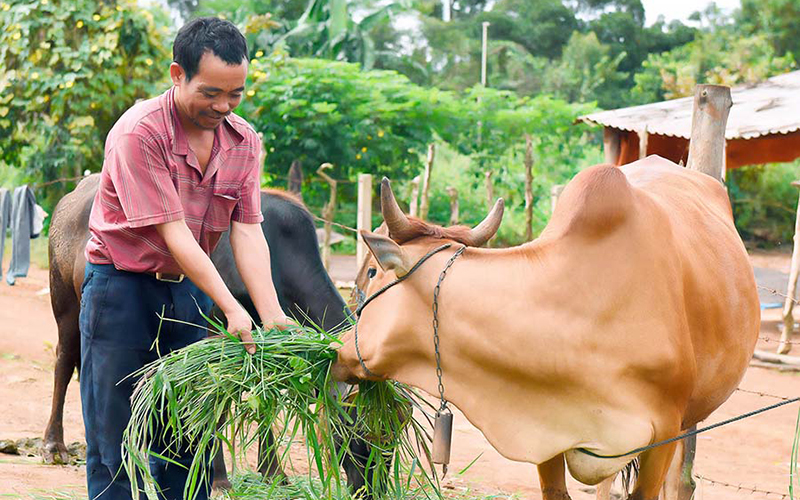 Liên kết chăn nuôi bò