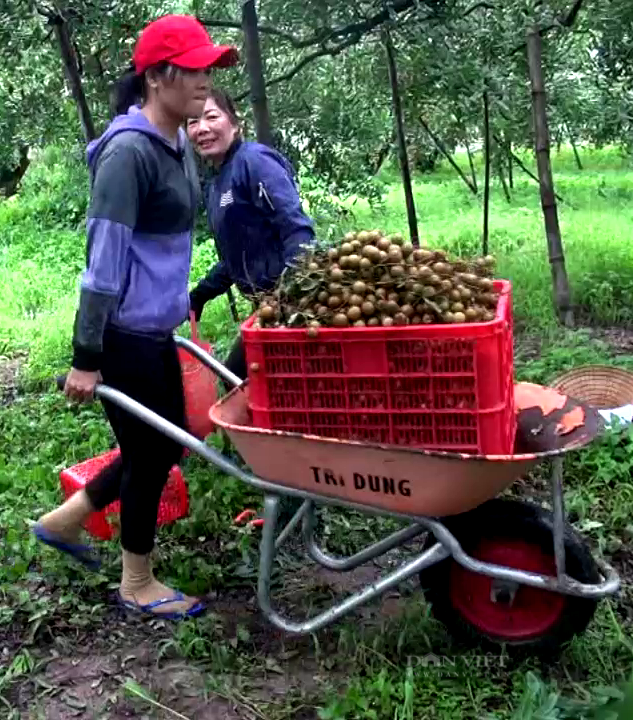 Bà Rịa – Vũng Tàu: Loại trái cây đặc sản trước muốn ăn phải săn lùng, nay giá rẻ như cho