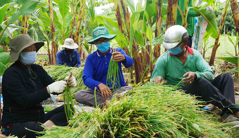 Hỗ trợ vận chuyển, tiêu thụ nông sản cho nông dân huyện Chợ Mới