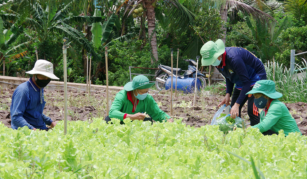 Hỗ trợ vận chuyển, tiêu thụ nông sản cho nông dân huyện Chợ Mới