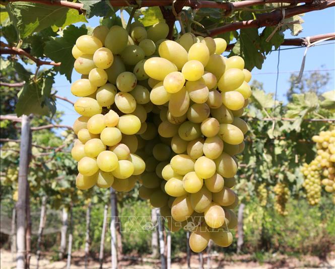 Tăng khả năng cạnh tranh cho sản phẩm OCOP