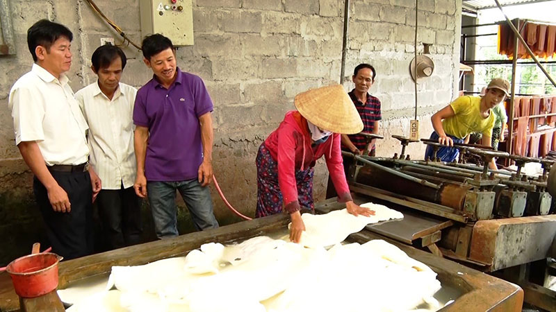 Quảng Trị: Loài cây suốt 10 năm trời mất giá chán chê, nay dân cứ xách thùng ra vườn là có tiền triệu