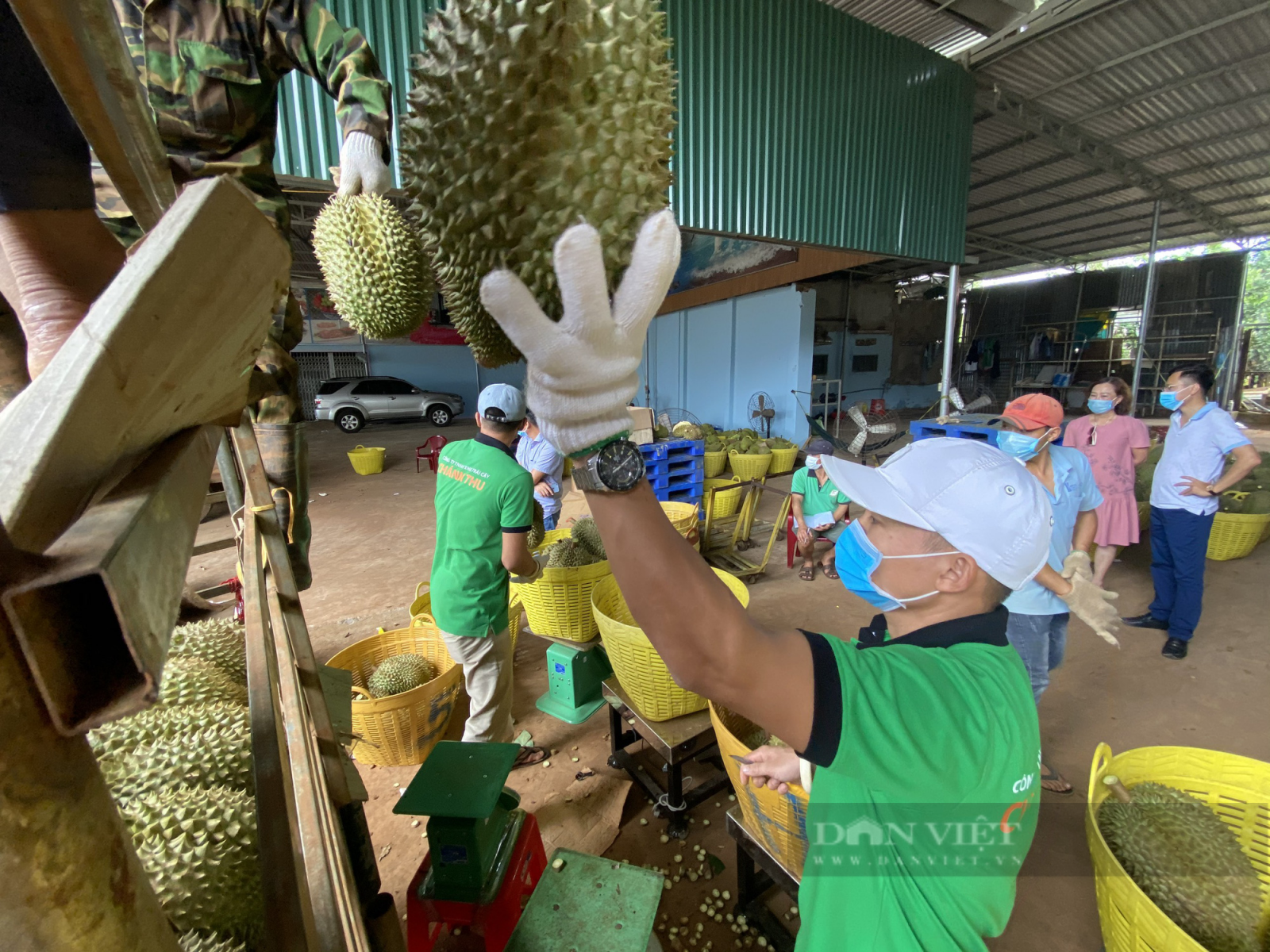 Đắk Lắk: Sầu riêng ra trái chi chít, chính quyền hỗ trợ tối đa để thương lái đến mua bán trái đặc sản này