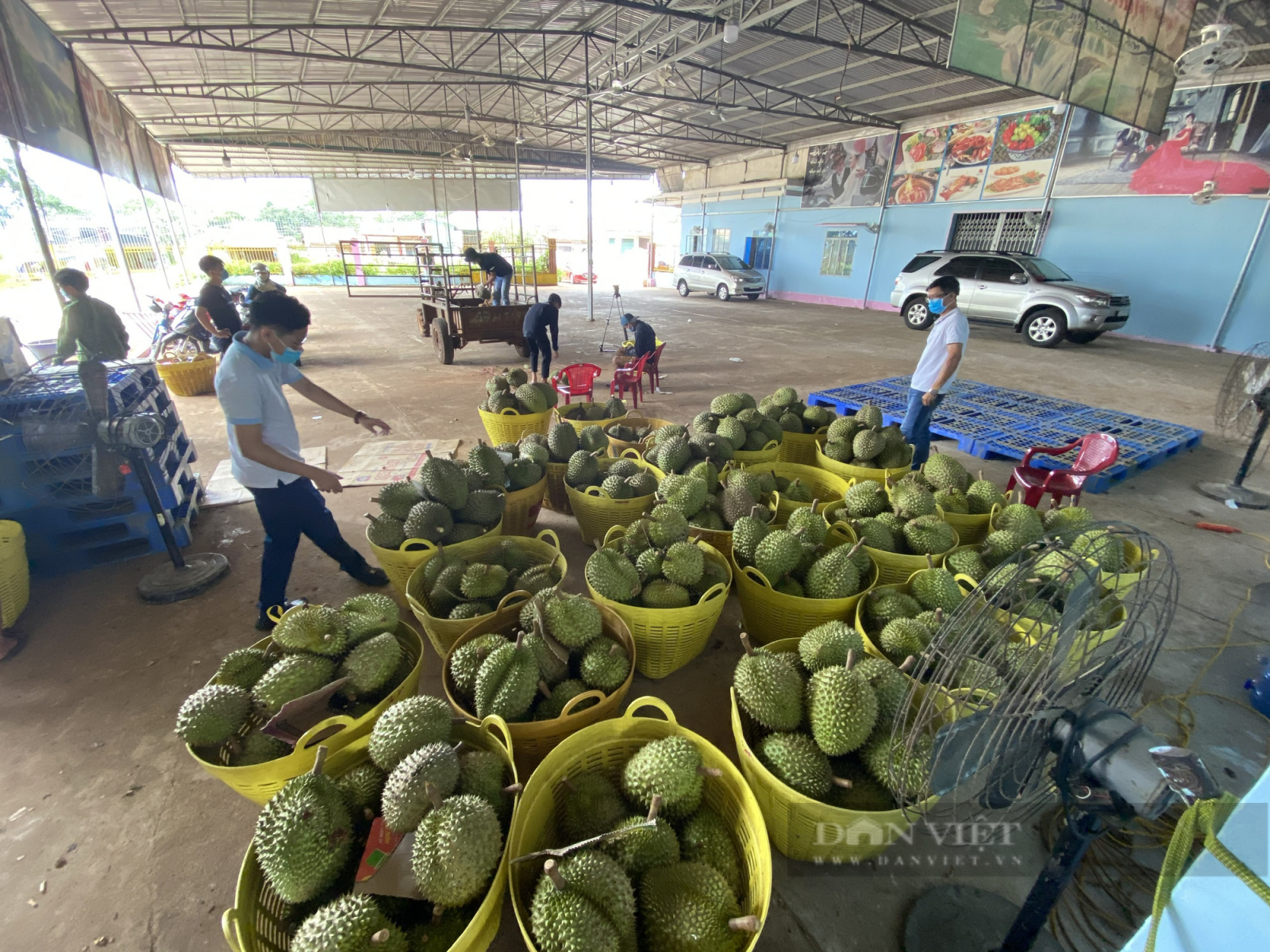 Đắk Lắk: Sầu riêng ra trái chi chít, chính quyền hỗ trợ tối đa để thương lái đến mua bán trái đặc sản này