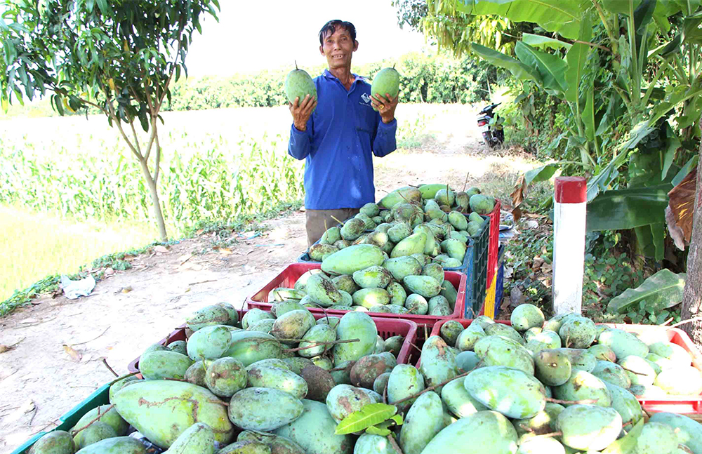 Chợ Mới vừa chống dịch, vừa phát triển kinh tế
