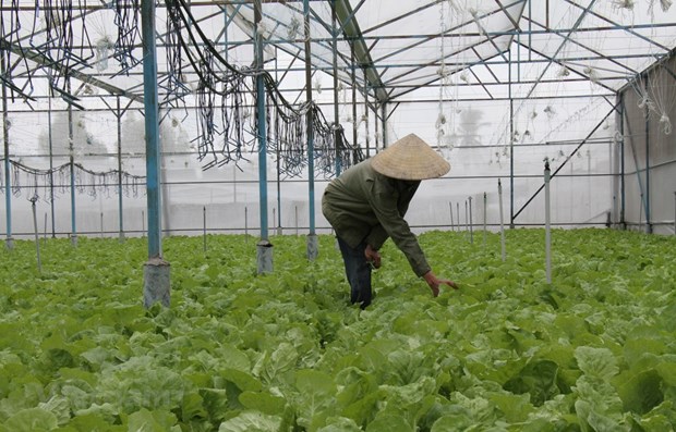 Hỗ trợ tín dụng cho doanh nghiệp đầu tư vào lĩnh vực nông nghiệp