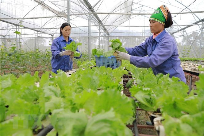 Tiếp tục đổi mới, phát triển và nâng cao hiệu quả kinh tế tập thể