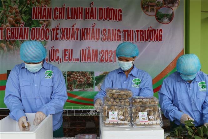Hải Dương mở vườn thu hái nhãn xuất khẩu