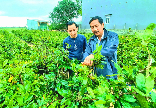 Bình Định: Trồng mai vàng kiểu khác người, ông nông dân thu gần nửa tỷ mỗi năm