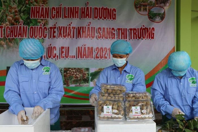 Hưng Yên: Quả "tiến vua" sang EU, bán 490.000 đồng/kg vẫn cháy hàng