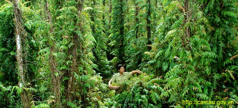 Rau rừng một thời cứu đói nay thành đặc sản: Tên khó đọc, hình dạng không thể lẫn