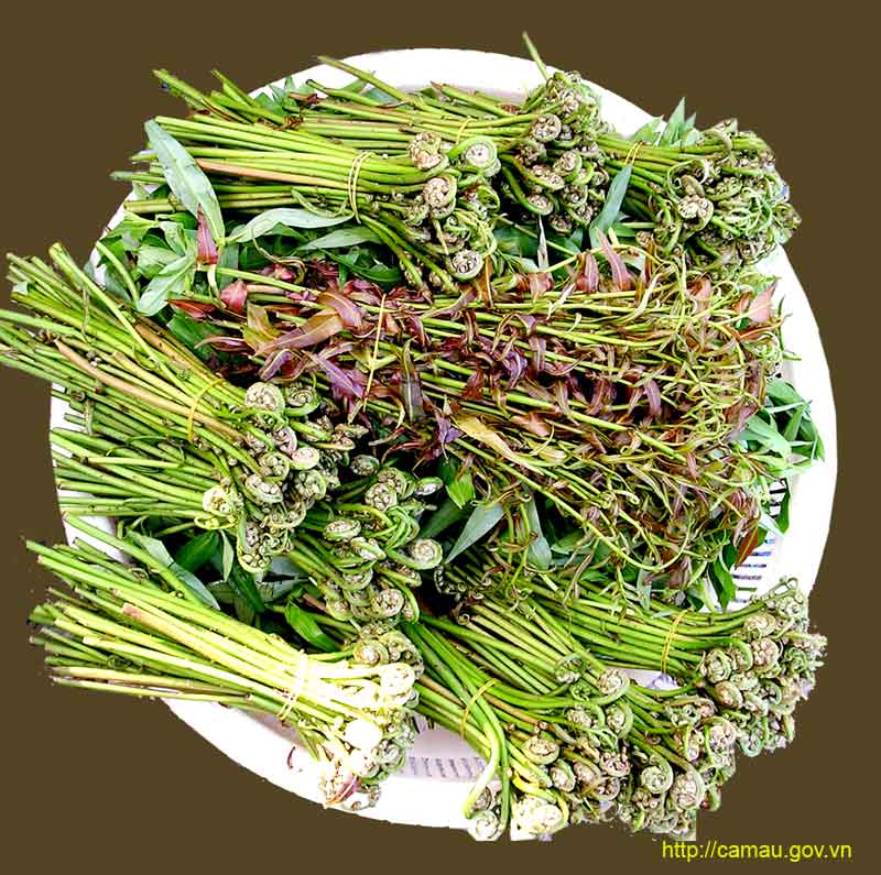 Rau rừng một thời cứu đói nay thành đặc sản: Tên khó đọc, hình dạng không thể lẫn