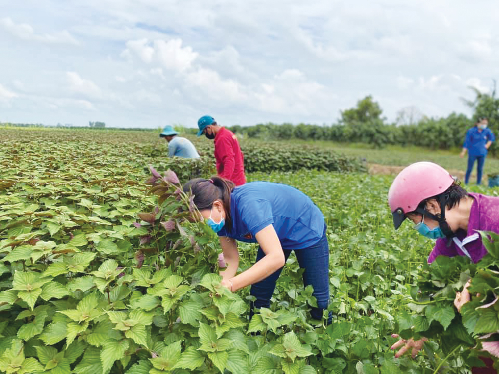 Huyện cù lao hỗ trợ tiêu thụ nông sản