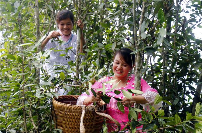 Khẳng định thương hiệu chè đặc sản Shan tuyết