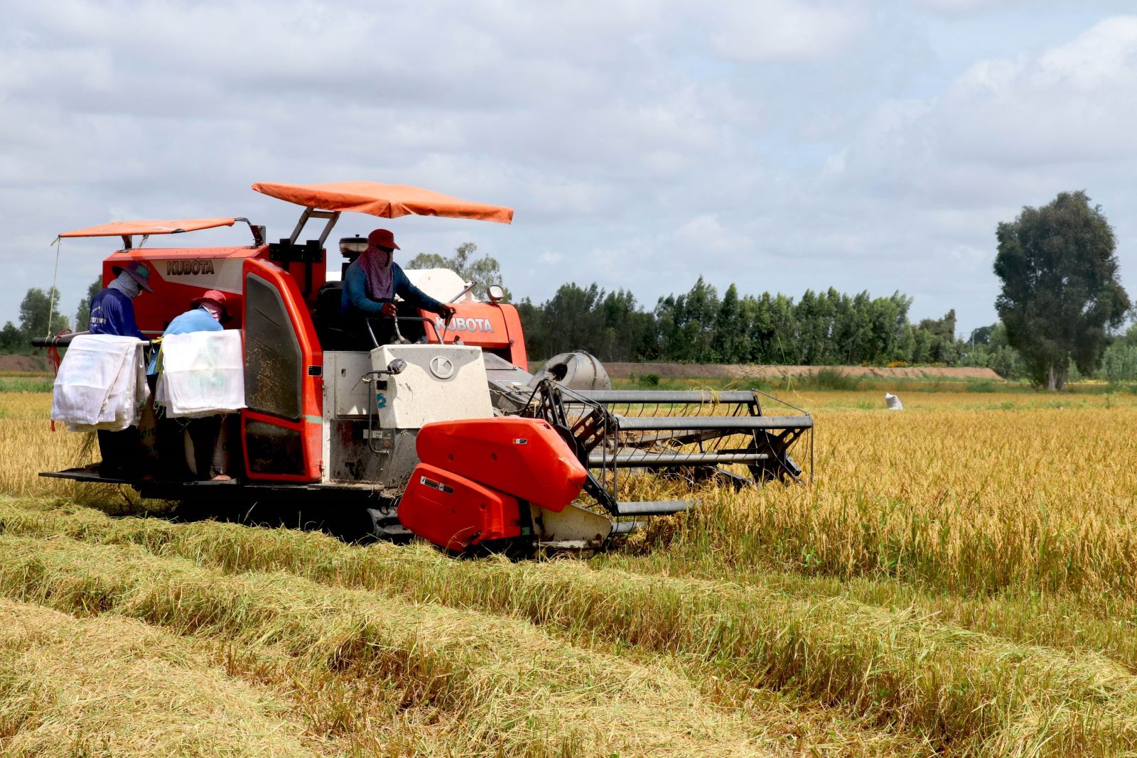 Đẩy mạnh tiêu thụ nông sản qua kênh phân phối thương mại điện tử