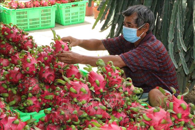 Tìm hướng đi mới cho xuất khẩu thanh long