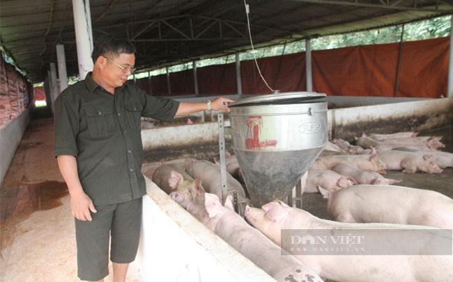 Giá heo hơi giảm sâu, chi phí trung gian tăng cao, nông dân lỗ 700.000 đồng/con
