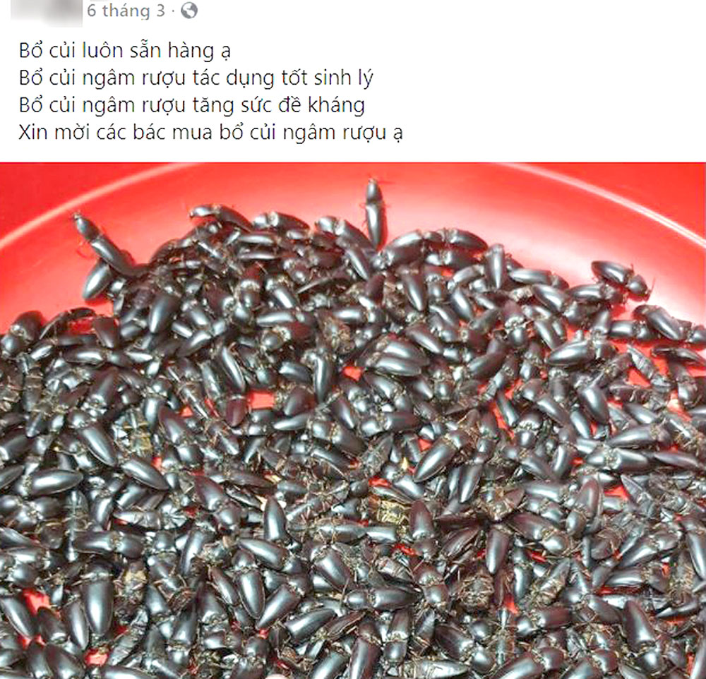 Cẩn thận khi ngâm rượu thuốc tại nhà