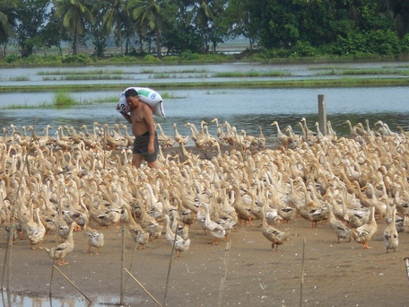 Vĩnh Long: "Dễ thở" như nghề nuôi vịt đẻ trứng thời dịch COVID-19, vịt đẻ đâu bán trúng đó