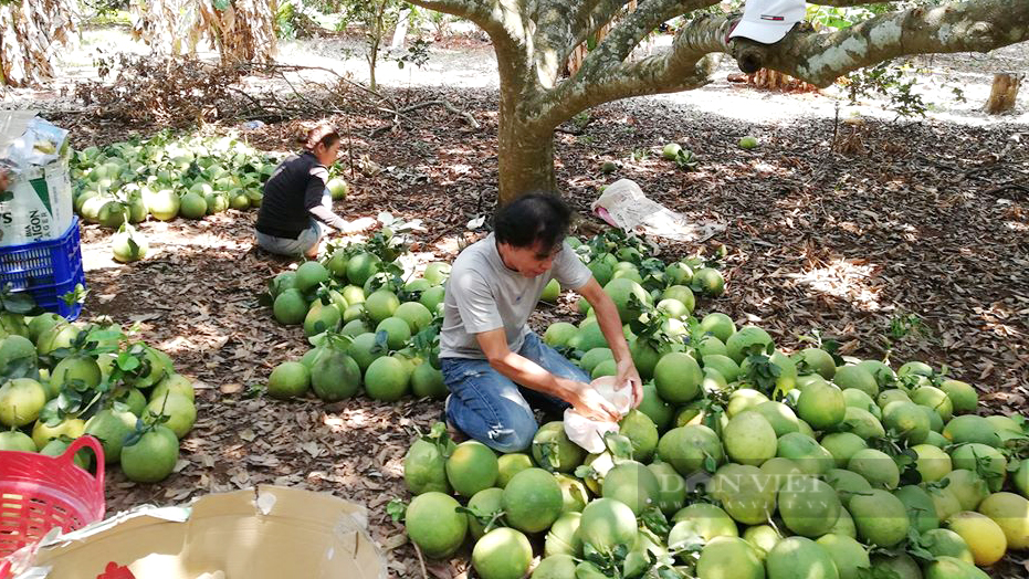 Đồng Nai: Tại sao sắp Trung thu mà đặc sản bưởi vẫn bị thương lái ngó lơ?