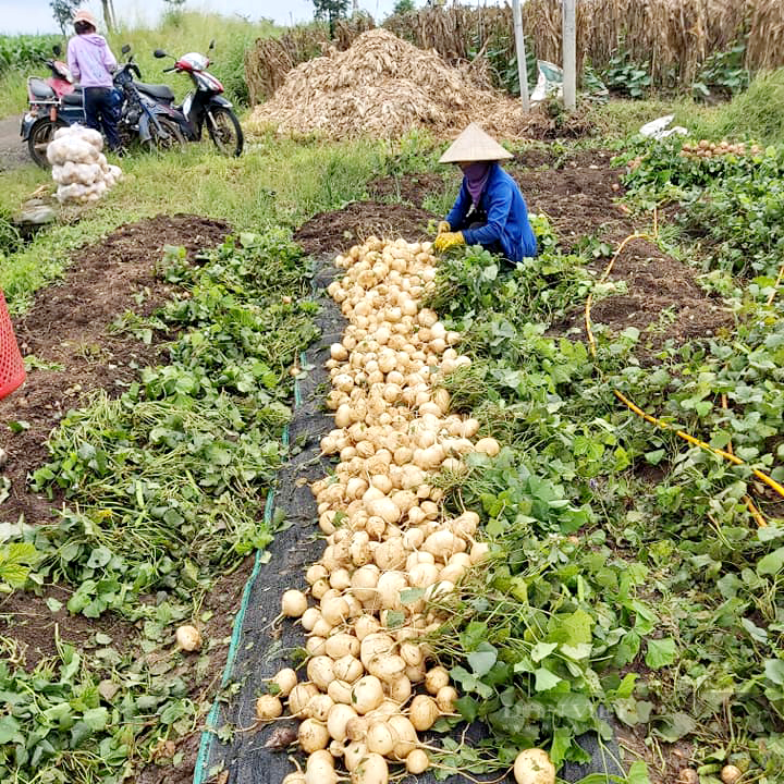 Đồng Nai: Tại sao sắp Trung thu mà đặc sản bưởi vẫn bị thương lái ngó lơ?
