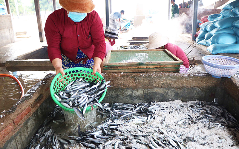 Nhộn nhịp nghề hấp cá ở Ninh Thuận