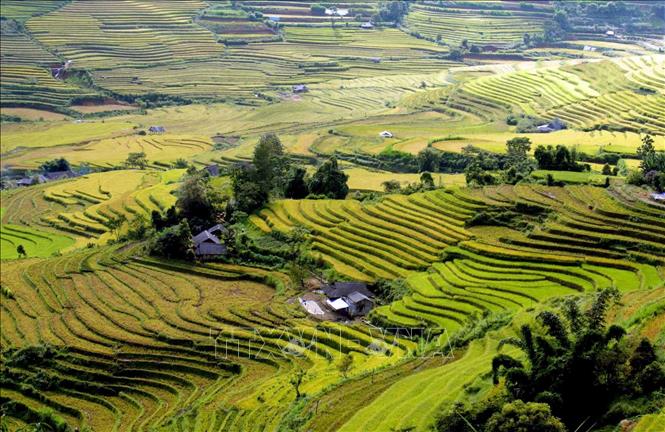 Mùa vàng trên Tả Lèng, Lai Châu